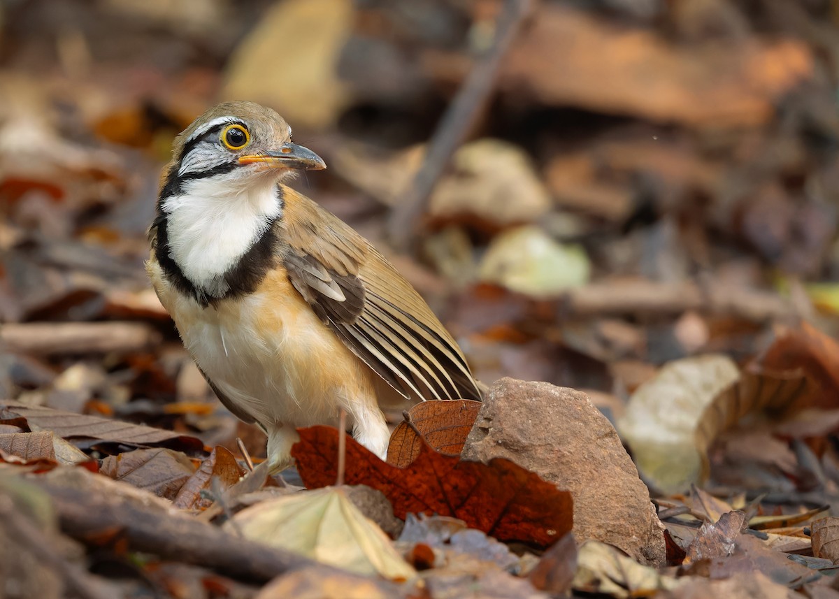 Greater Necklaced Laughingthrush - ML619168803