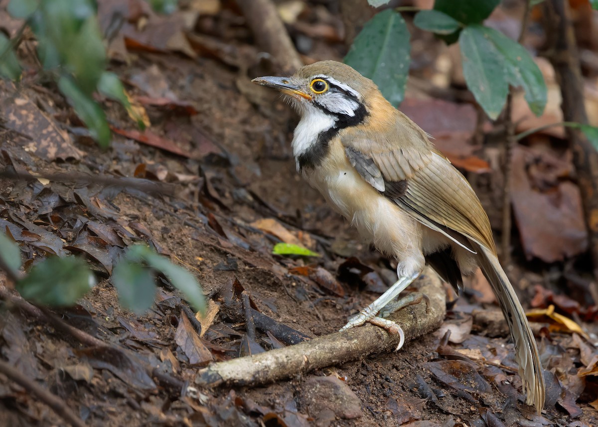 Greater Necklaced Laughingthrush - ML619168804