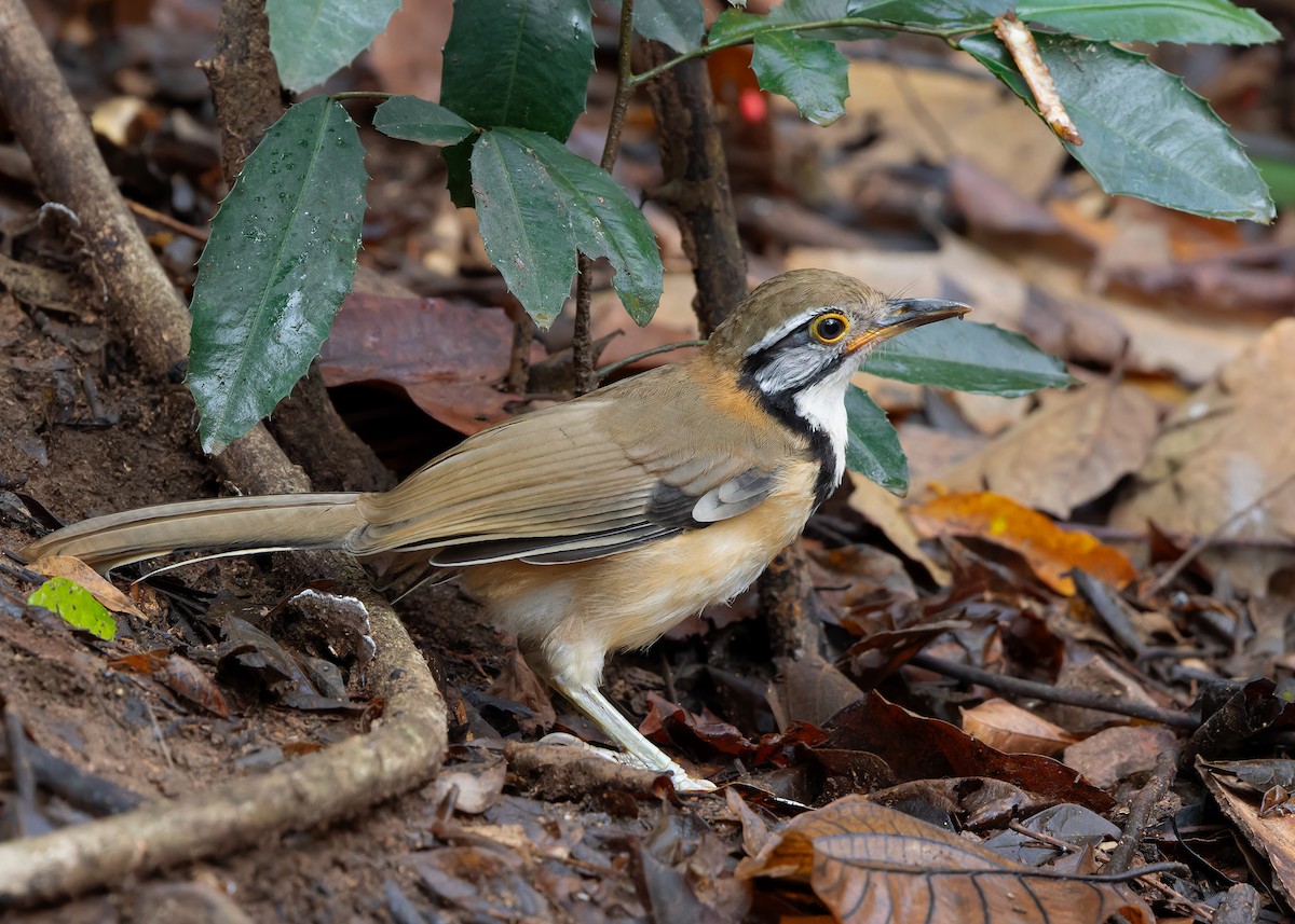 Greater Necklaced Laughingthrush - ML619168806