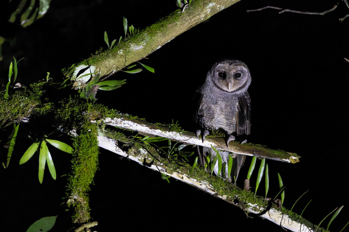 Sooty Owl (Greater) - ML619168828