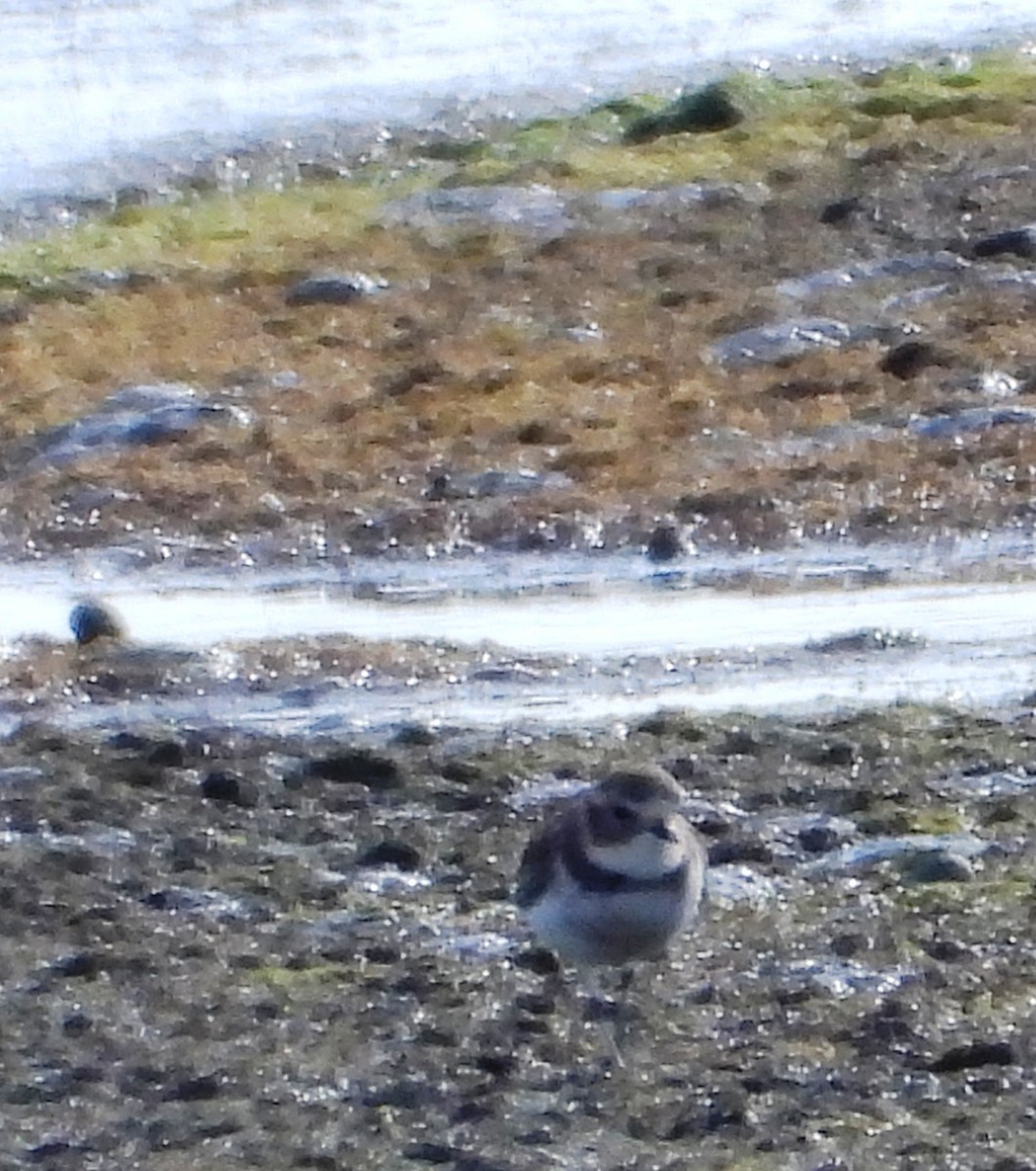 Double-banded Plover - ML619168829