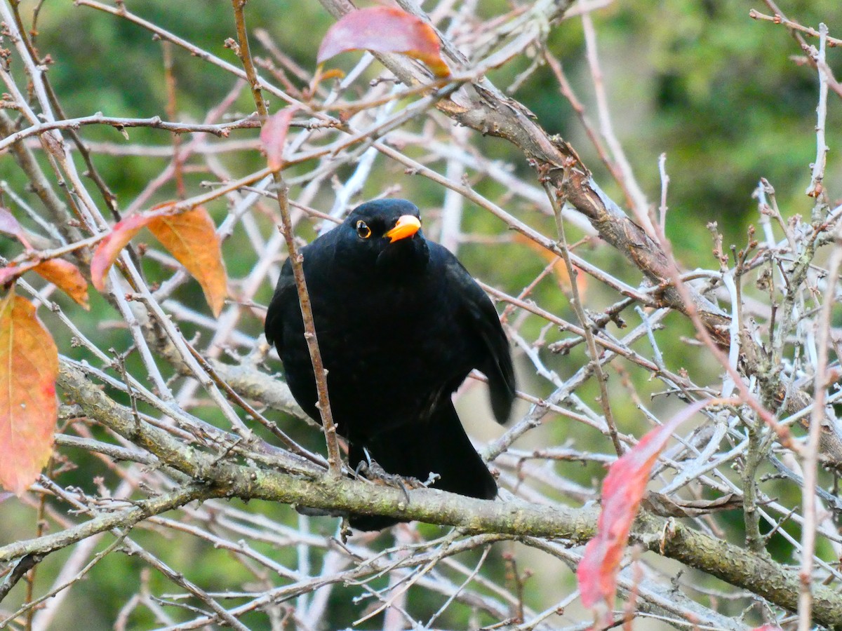Eurasian Blackbird - ML619168831