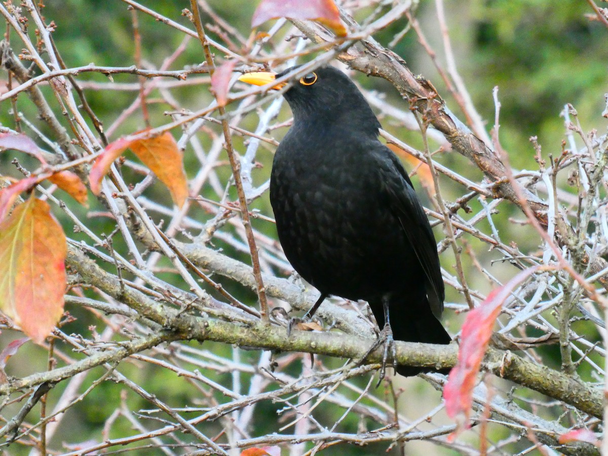 Eurasian Blackbird - ML619168839