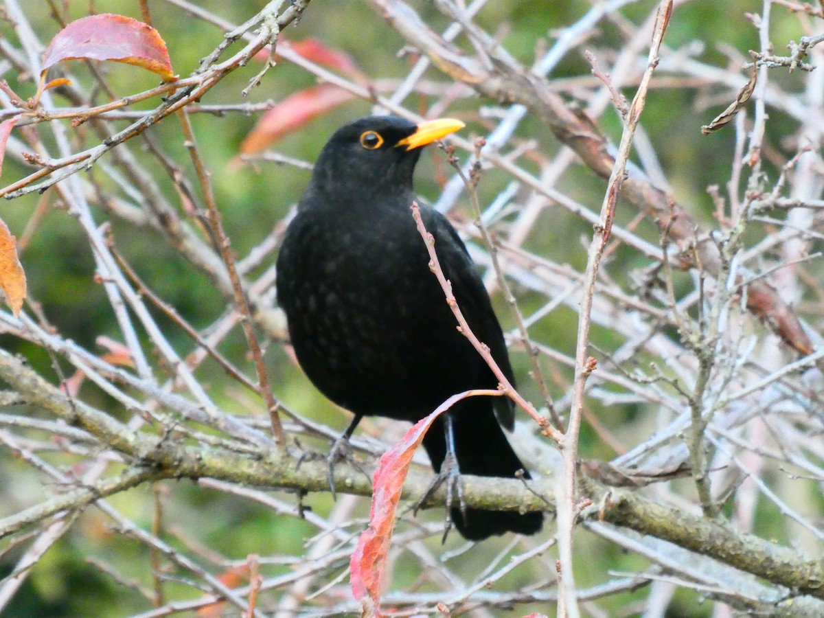 Eurasian Blackbird - ML619168840