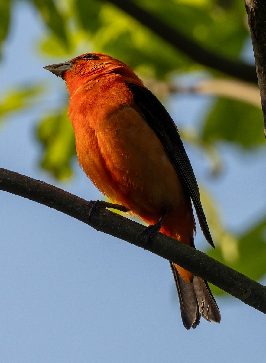 Scarlet Tanager - ML619168841