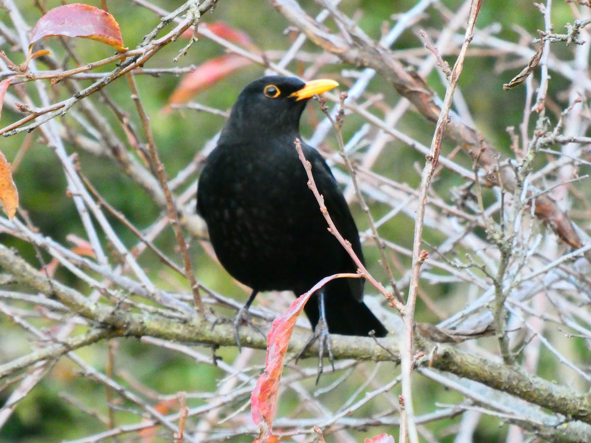 Eurasian Blackbird - ML619168842