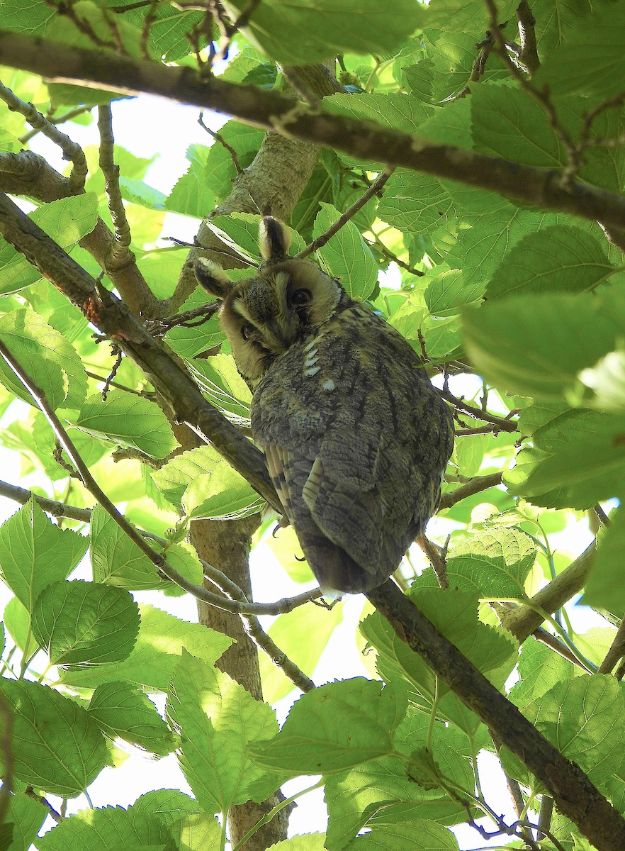 Long-eared Owl - ML619168899