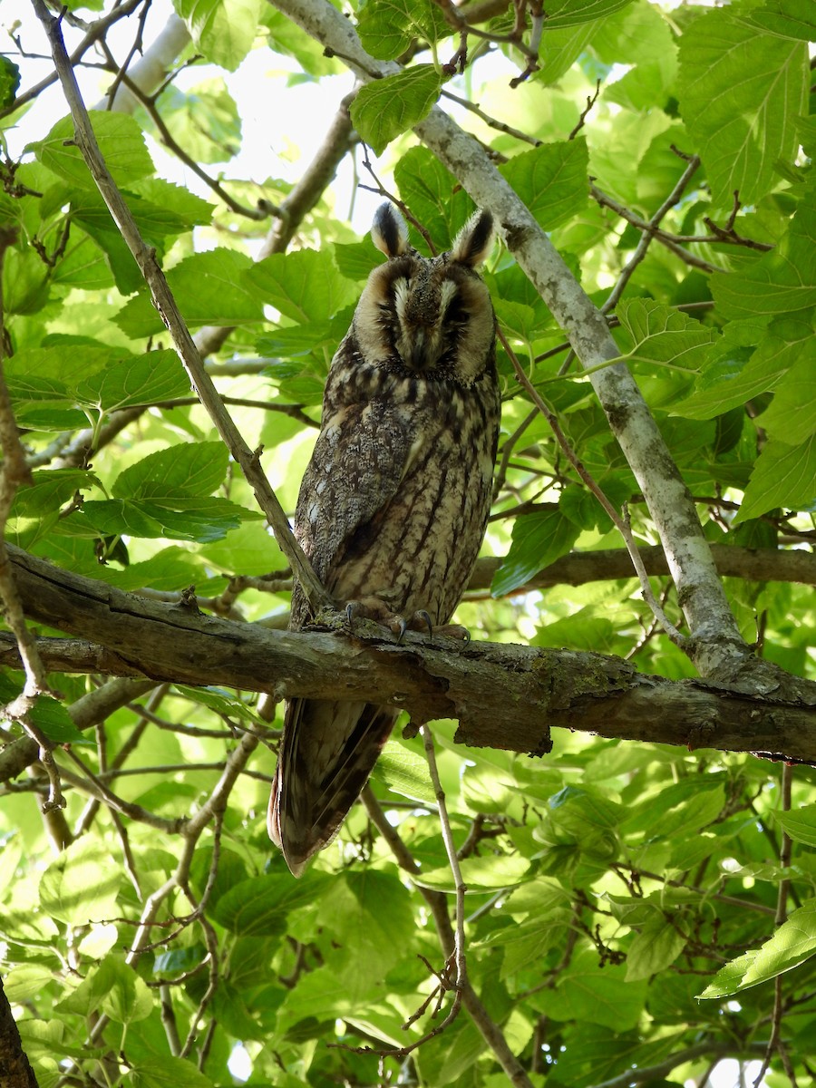 Long-eared Owl - ML619168901