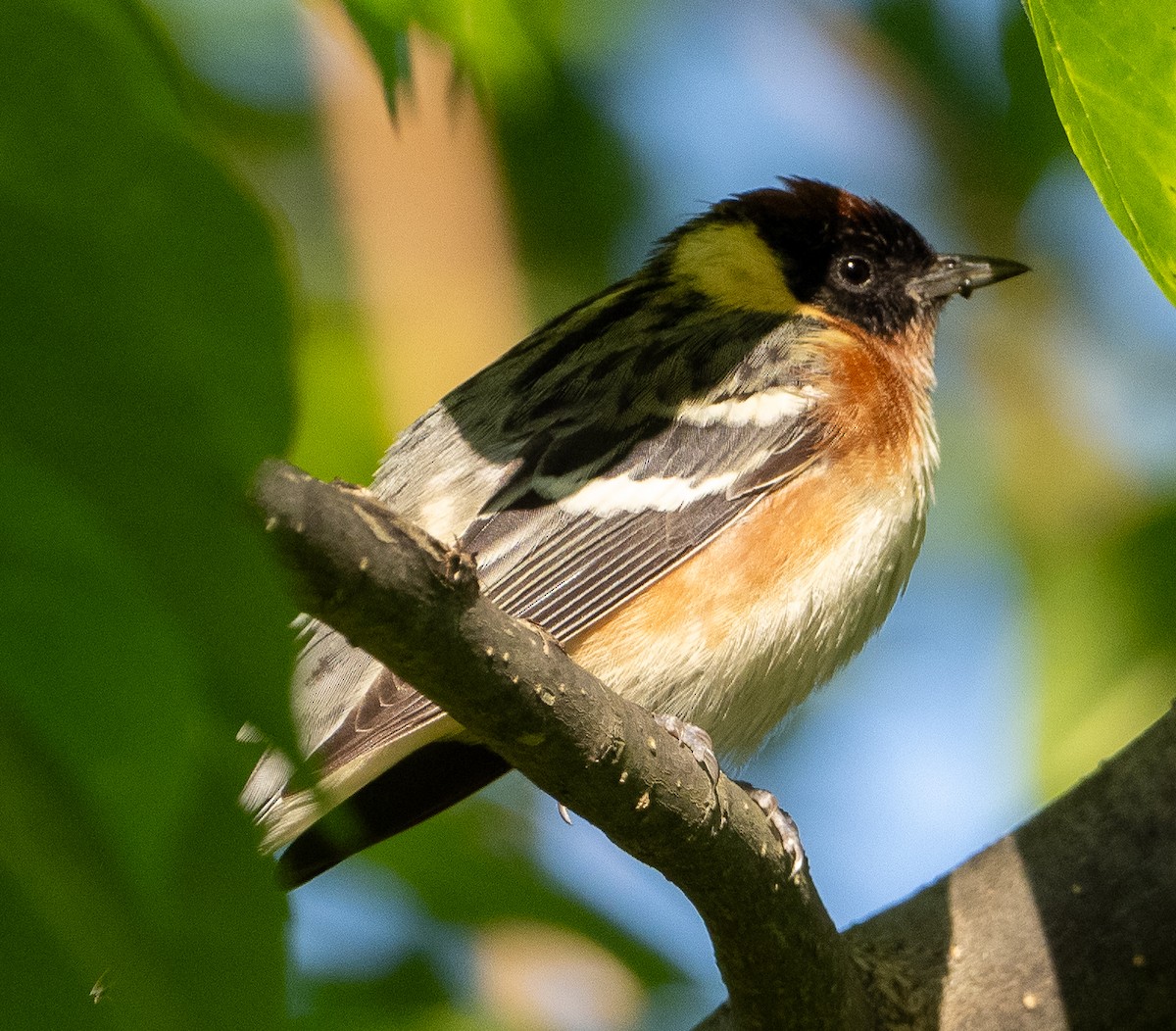 Bay-breasted Warbler - ML619168904