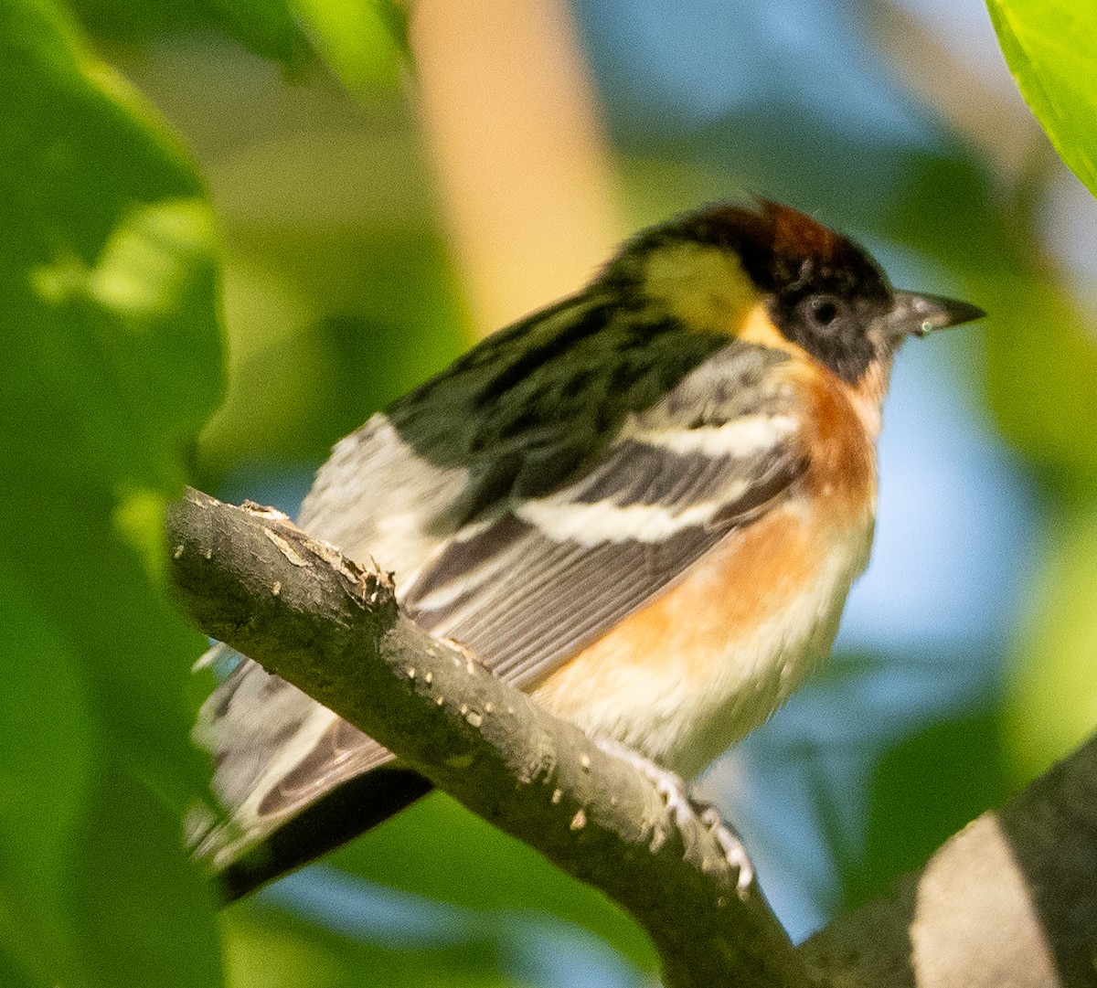 Bay-breasted Warbler - ML619168907