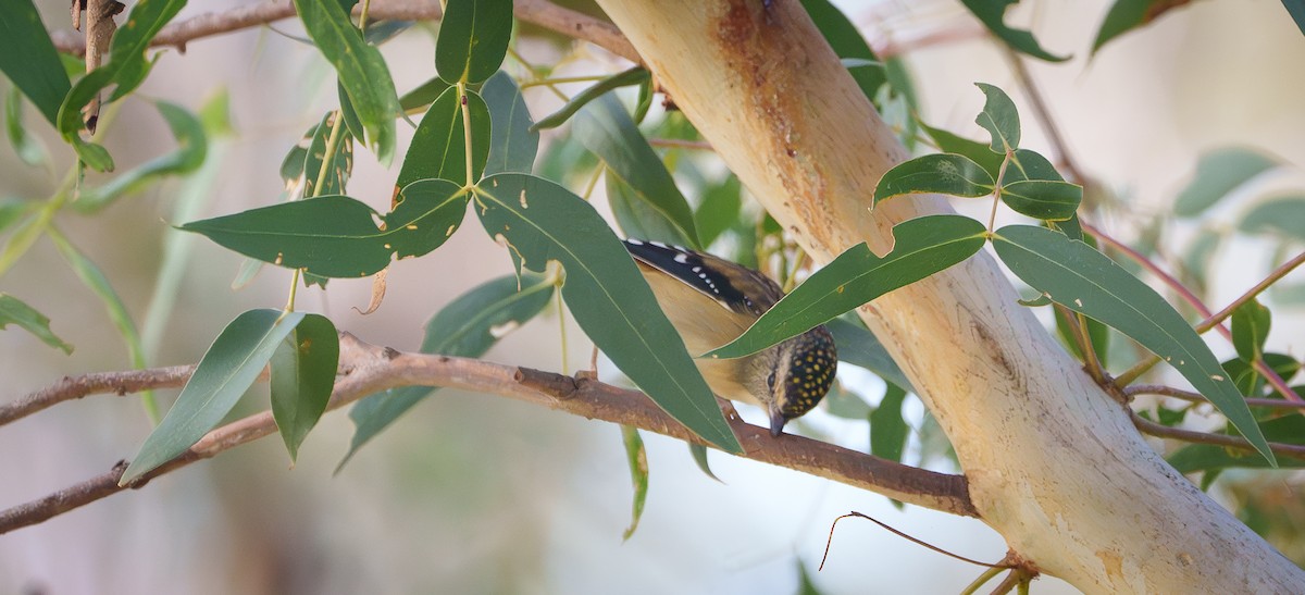 Spotted Pardalote - ML619168917