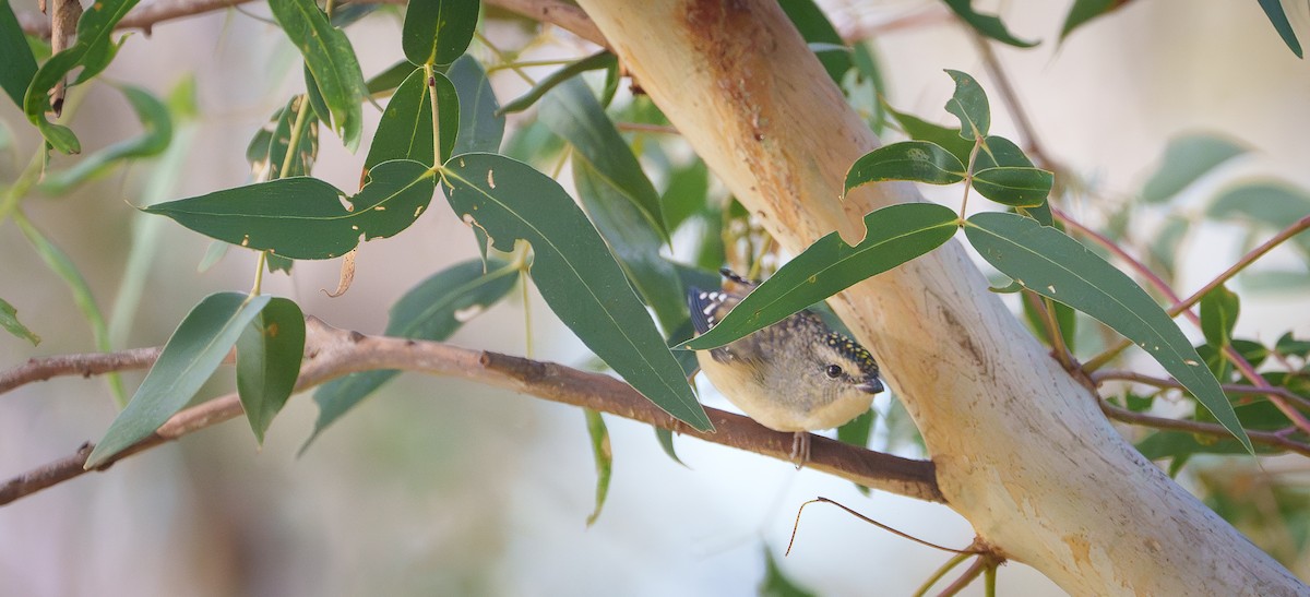 Spotted Pardalote - ML619168918