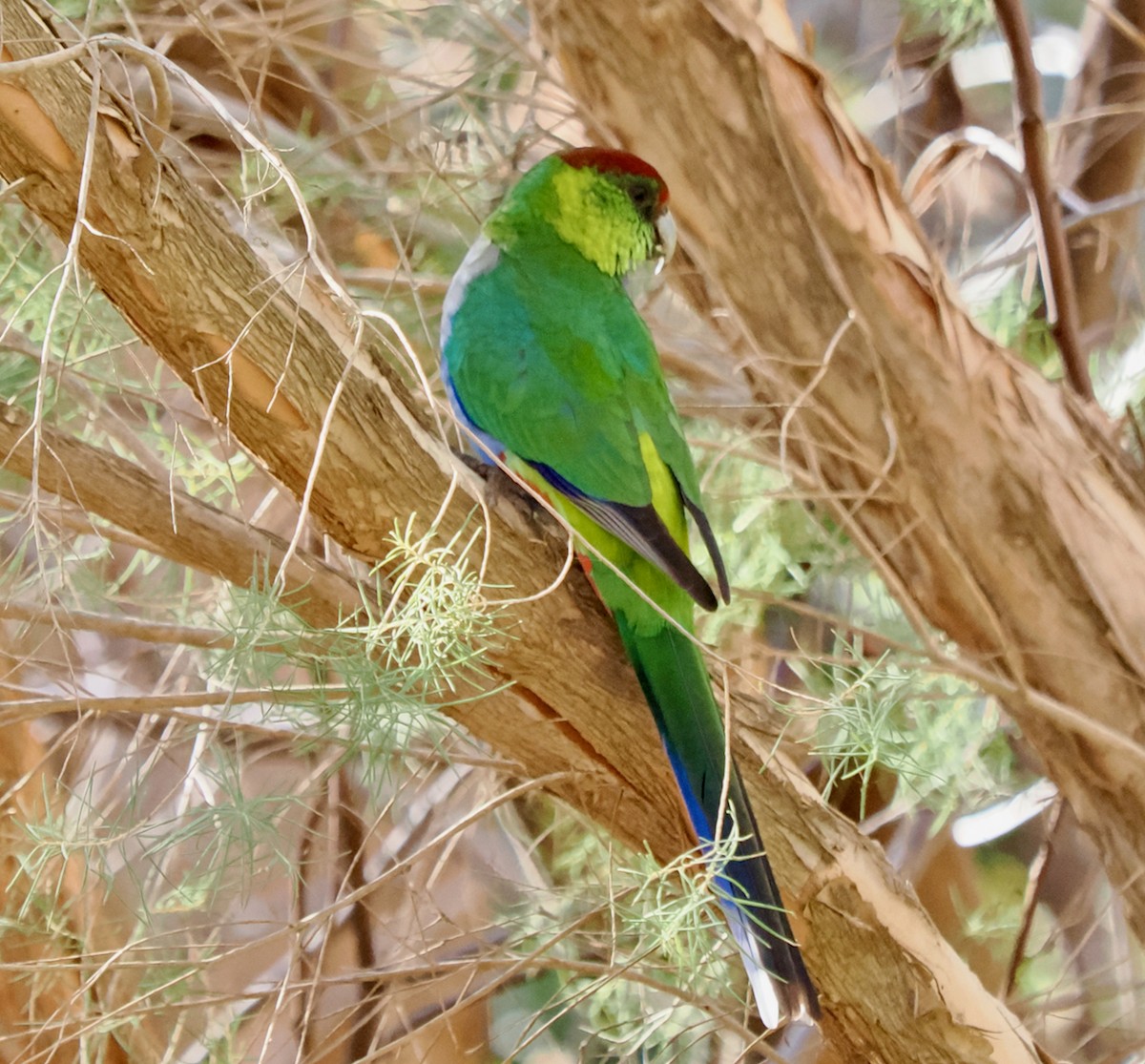 Red-capped Parrot - ML619168960