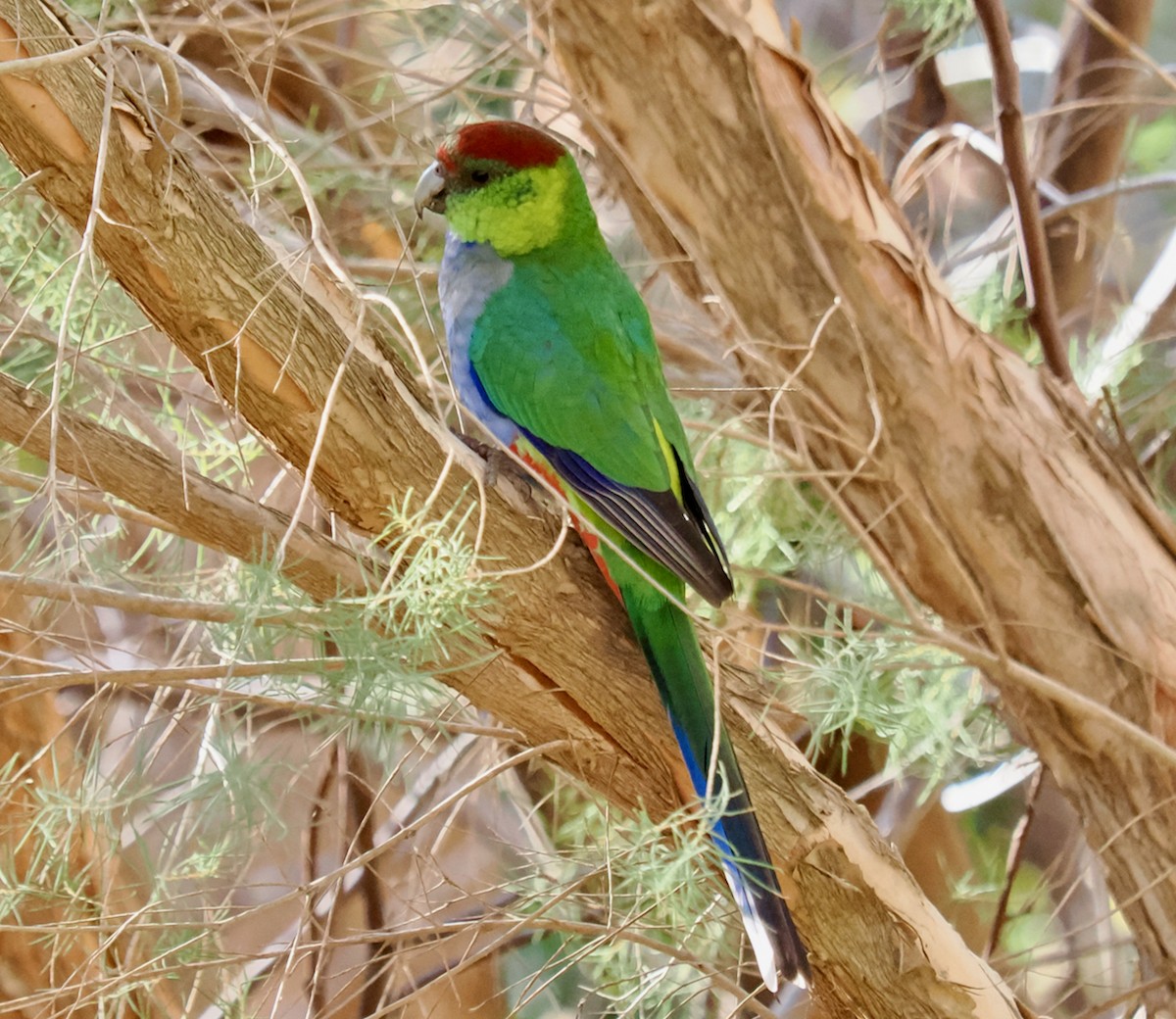 Red-capped Parrot - ML619168961
