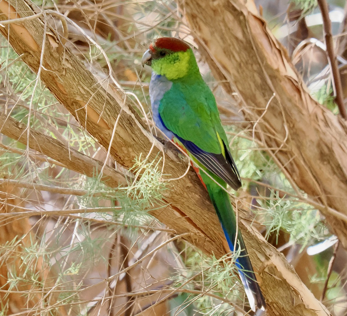 Red-capped Parrot - ML619168962