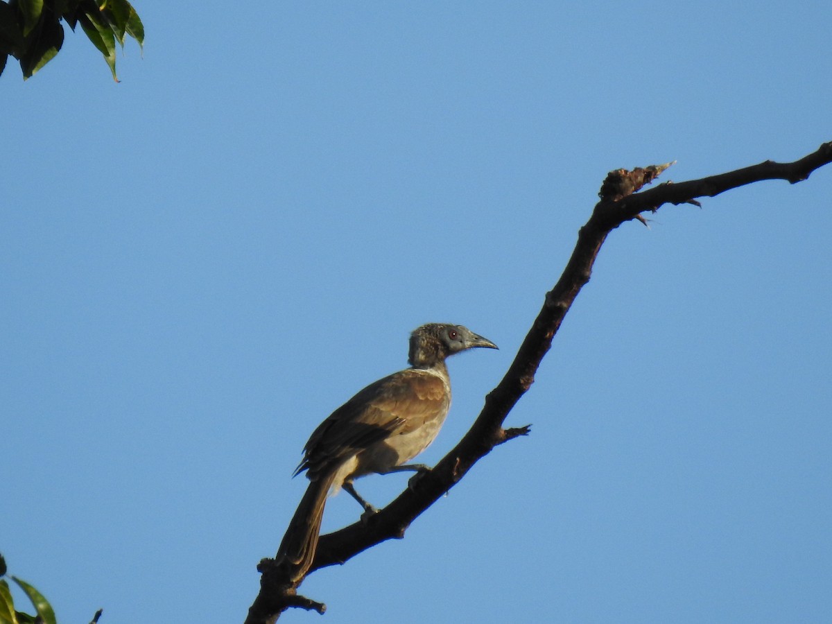 Helmeted Friarbird - ML619168984