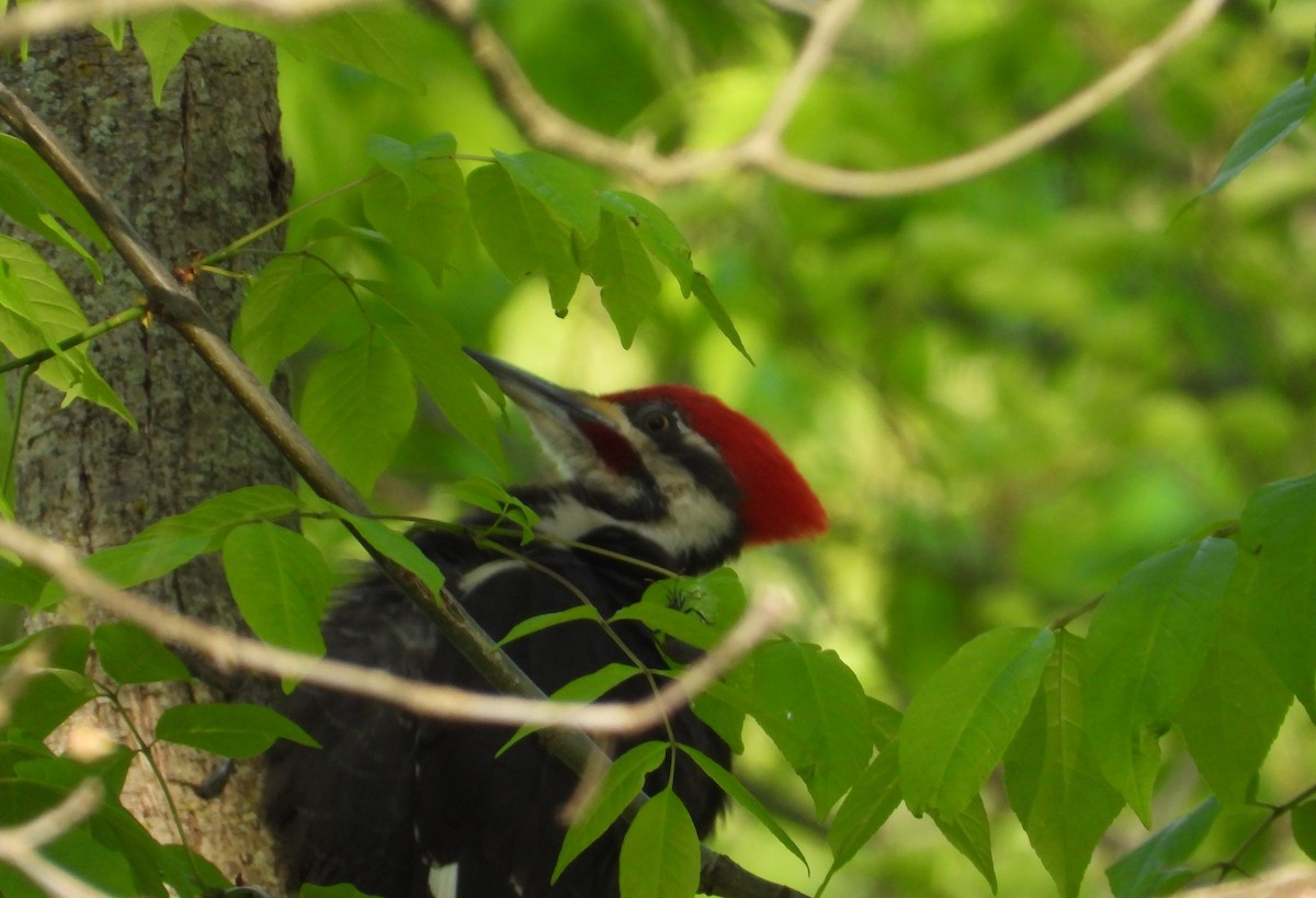 Pileated Woodpecker - ML619168993