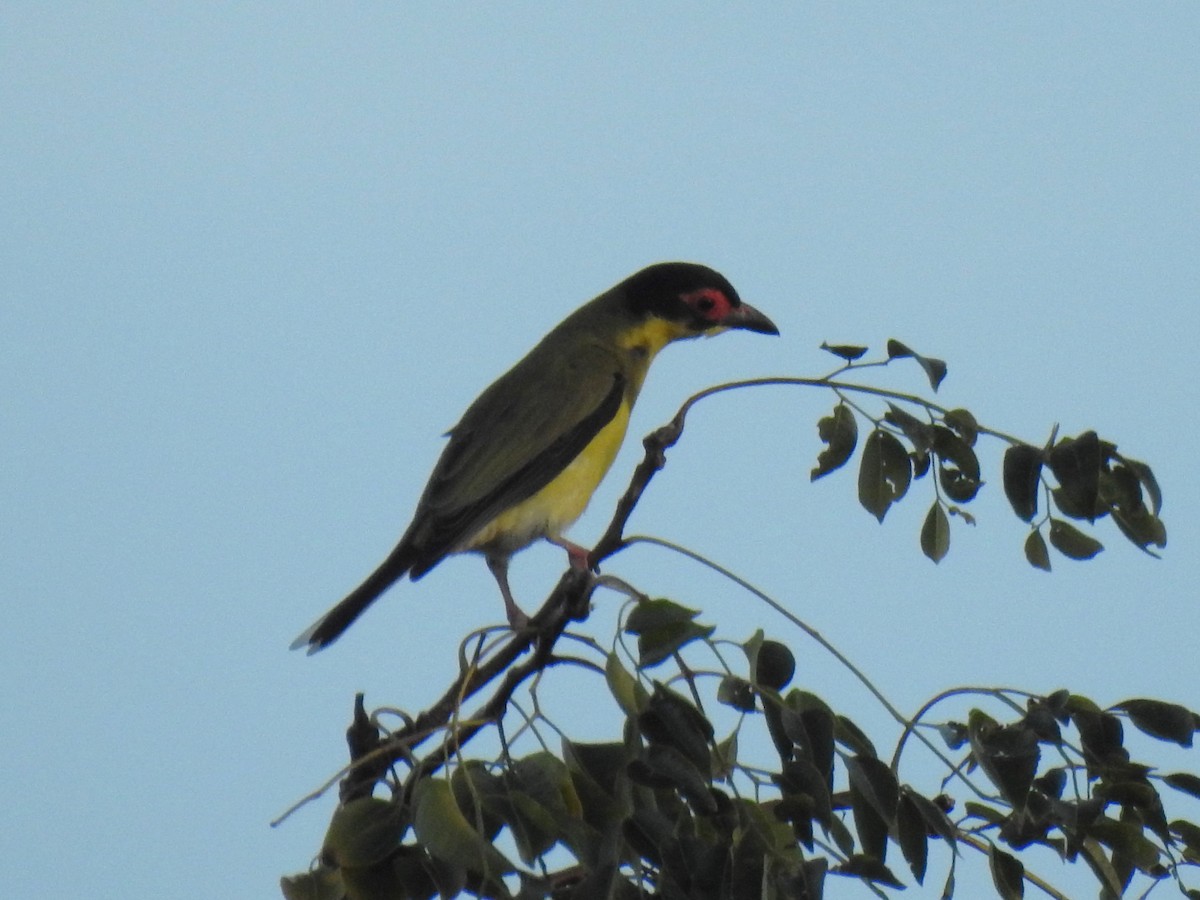 Australasian Figbird - ML619169021