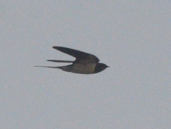 Barn Swallow - ML619169027