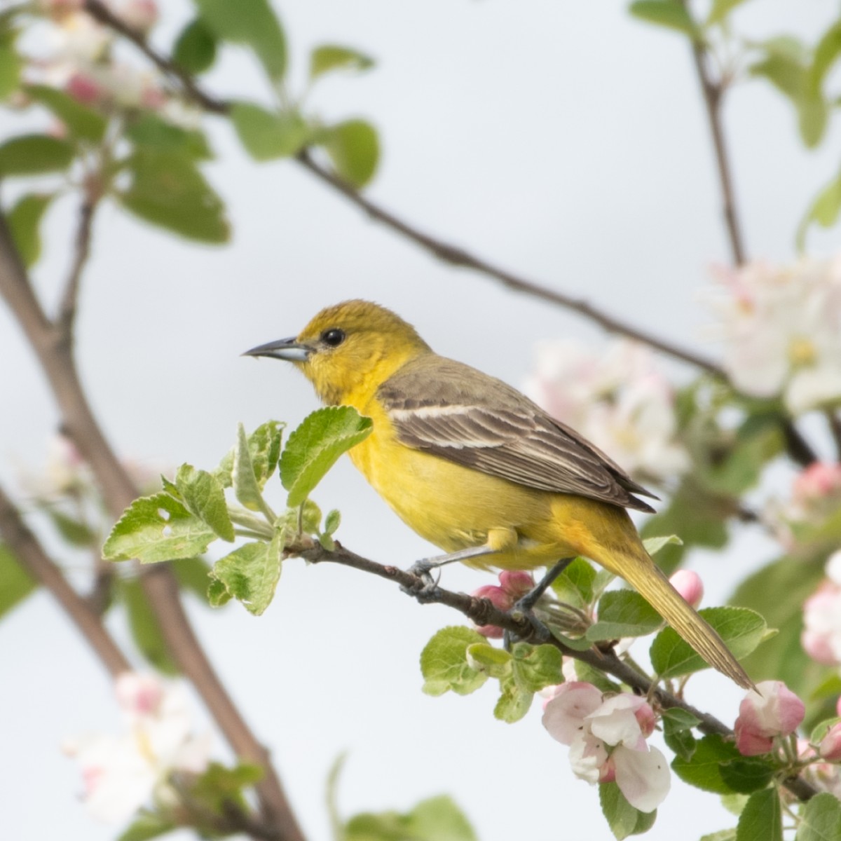 Orchard Oriole - ML619169038