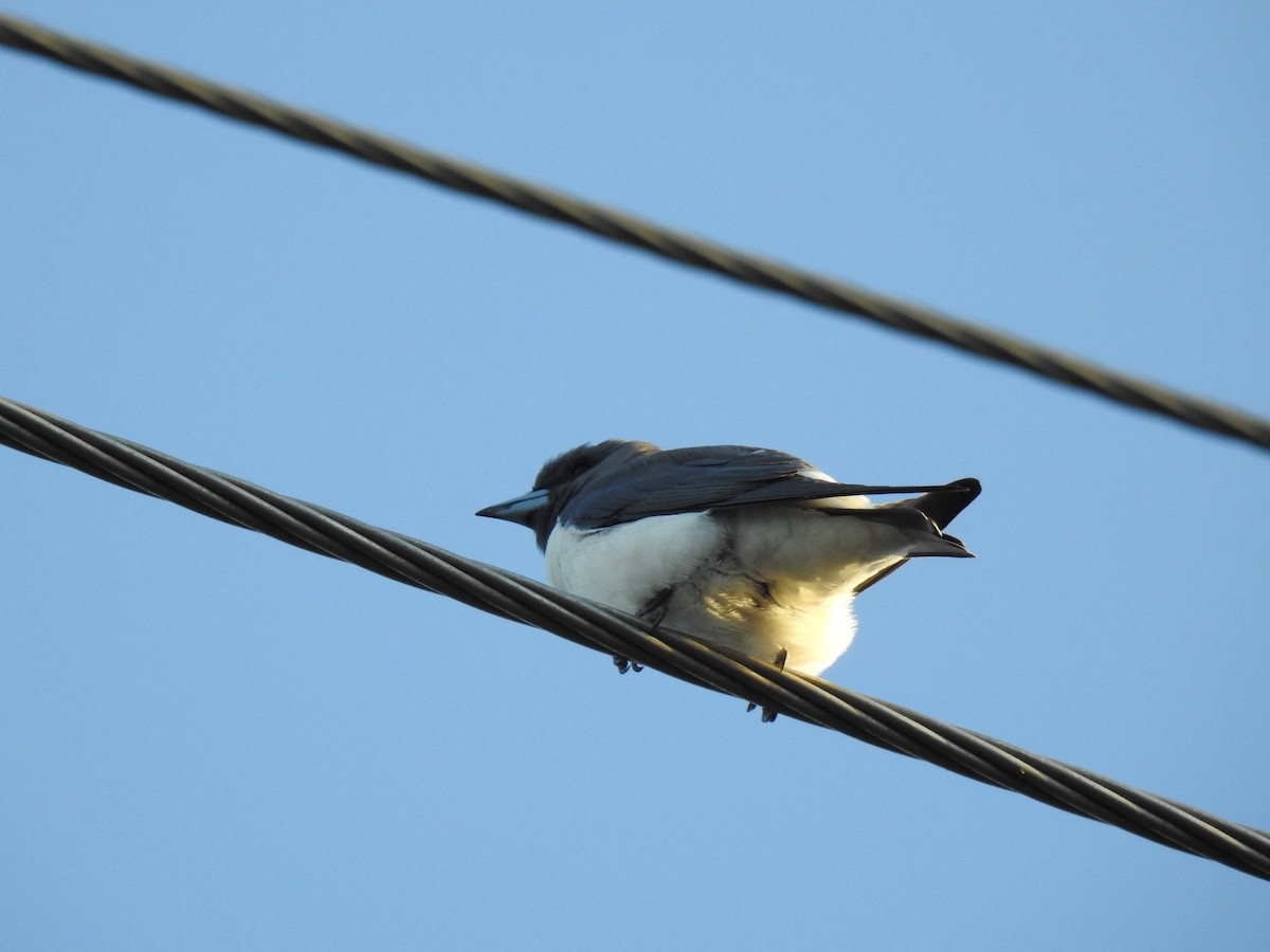 White-breasted Woodswallow - ML619169043