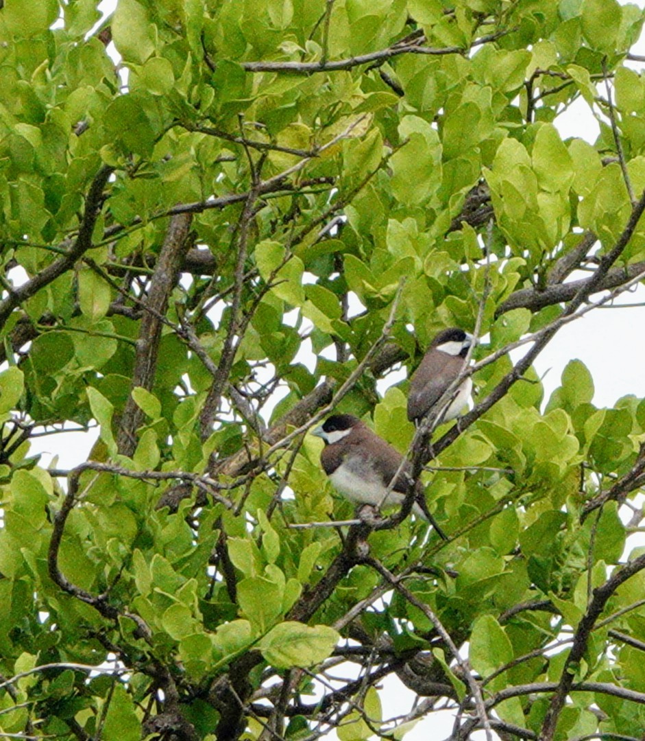 Timor Sparrow - ML619169045