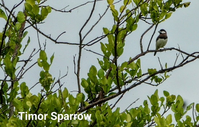 Timor Sparrow - ML619169047