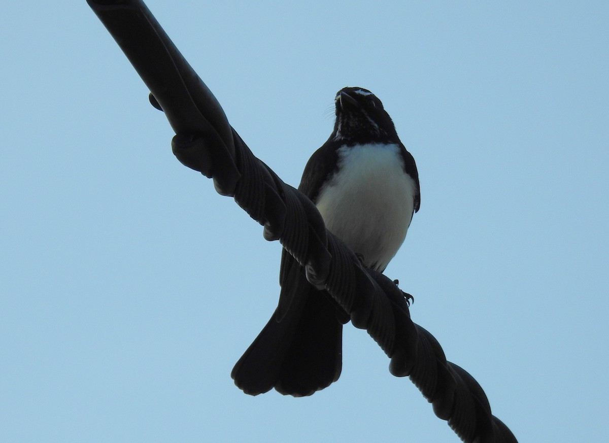 Willie-wagtail - ML619169048