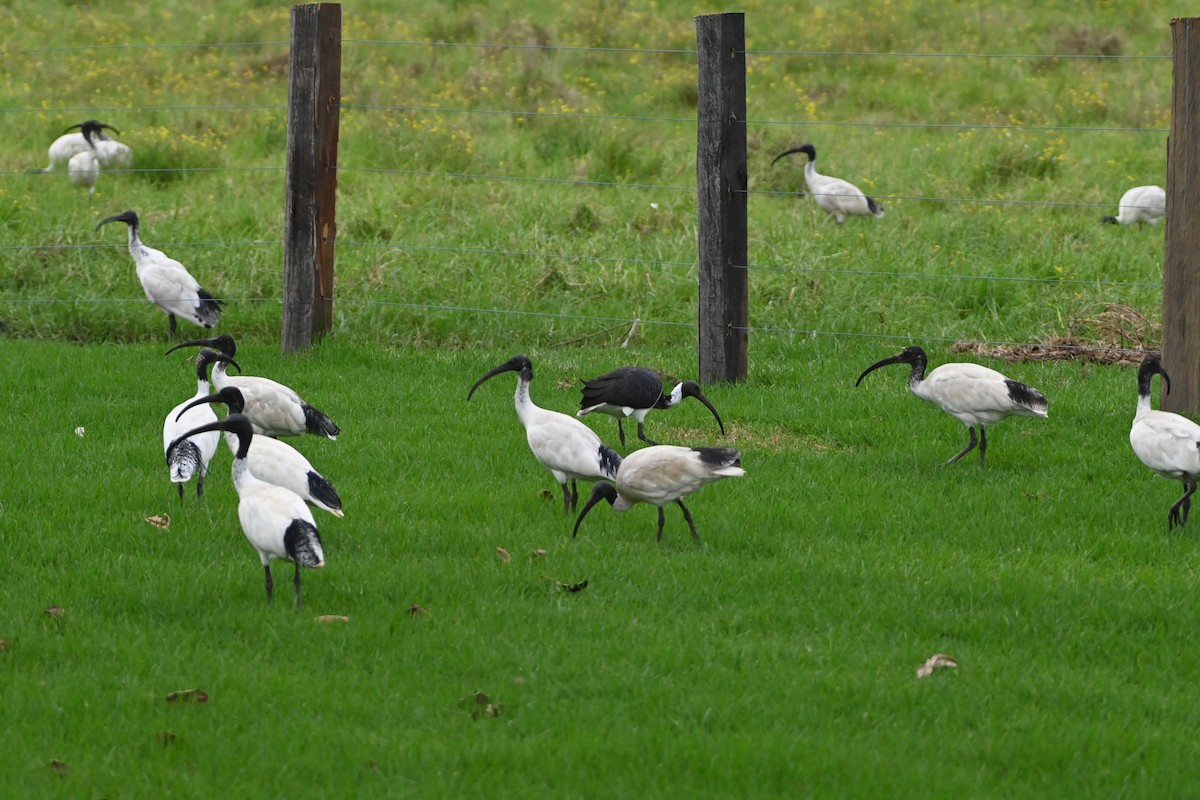 ibis australský - ML619169101
