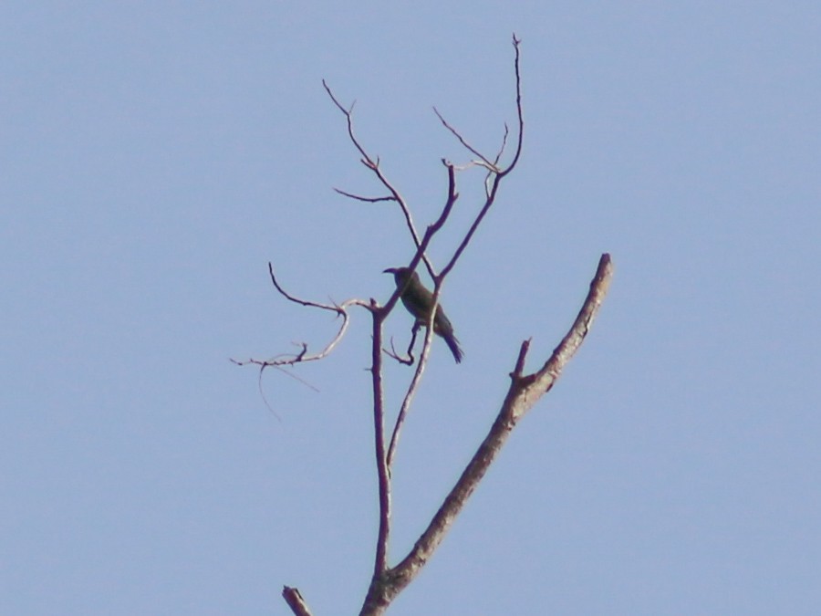Blue-bearded Bee-eater - ML619169117