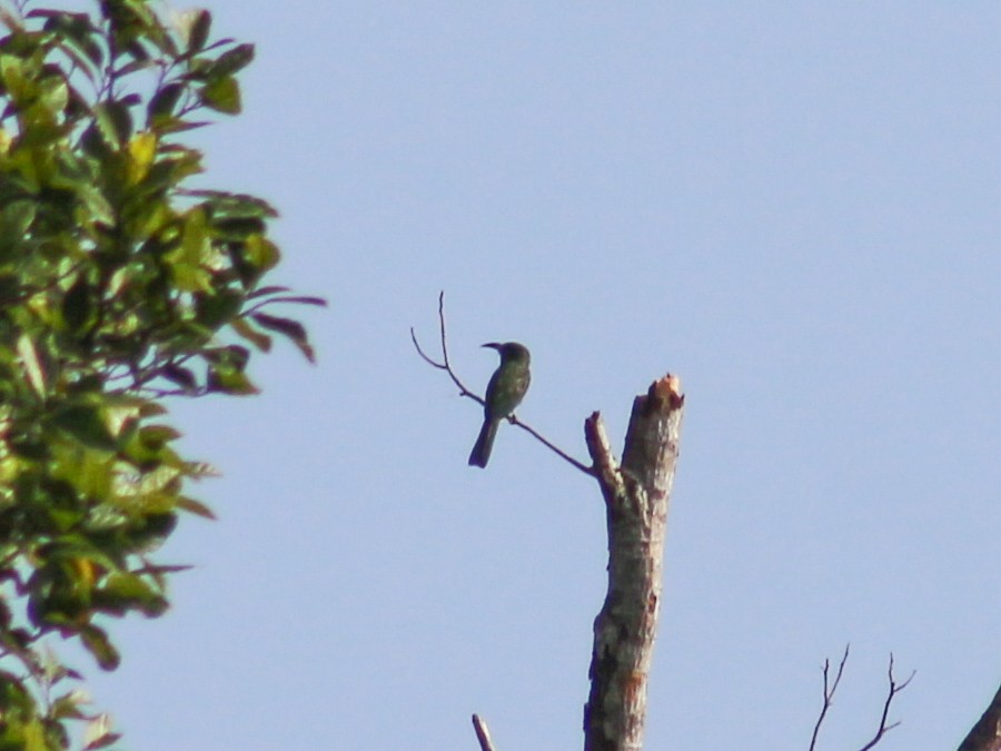 Blue-bearded Bee-eater - ML619169118