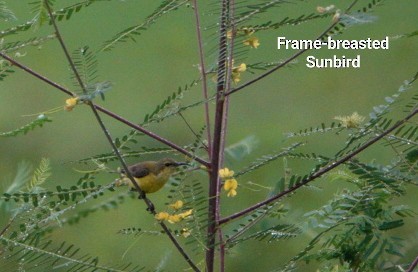 Flame-breasted Sunbird - ML619169186