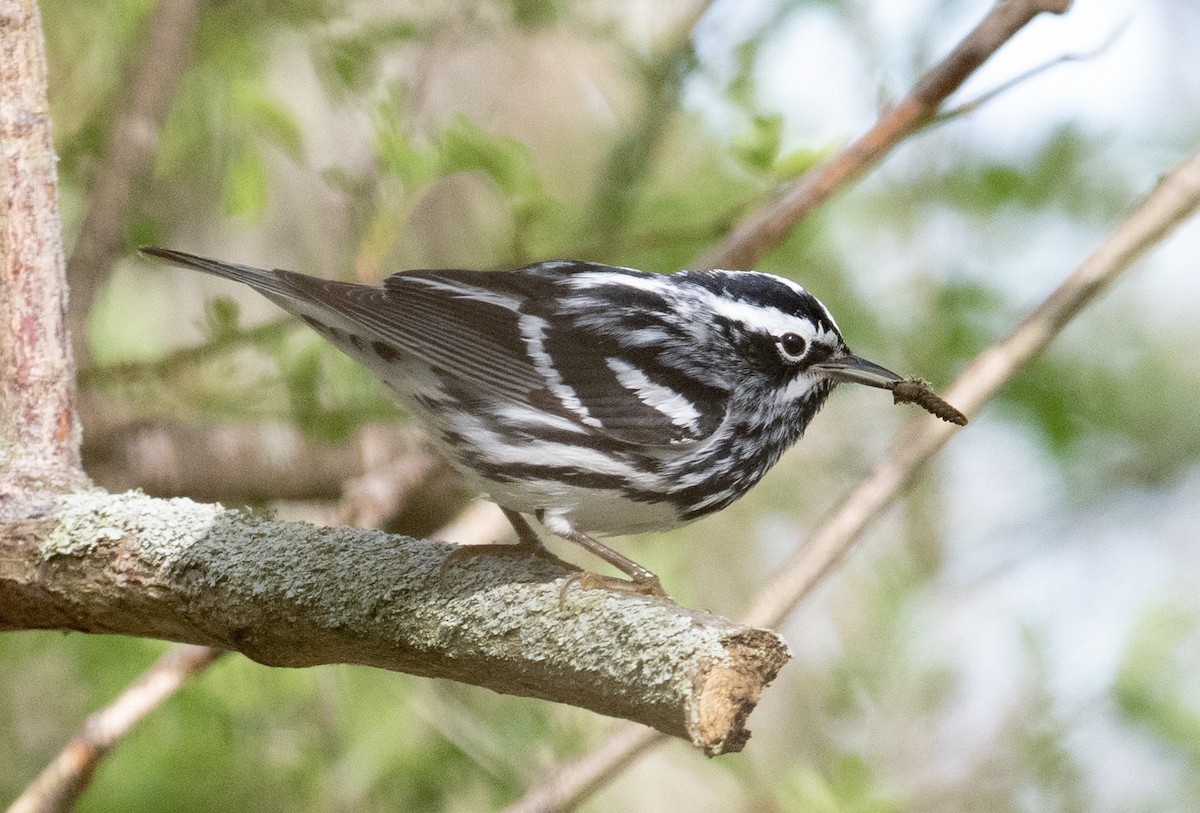Black-and-white Warbler - ML619169198