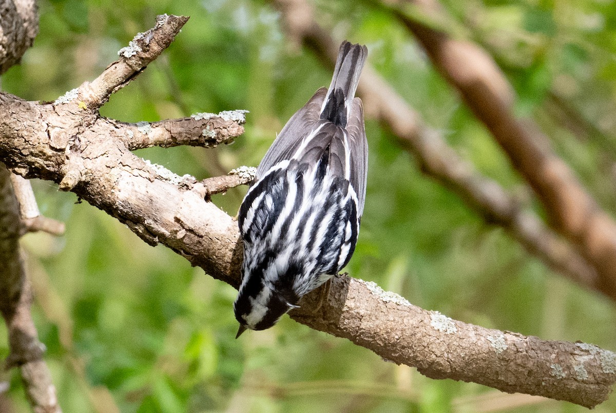 Black-and-white Warbler - ML619169199