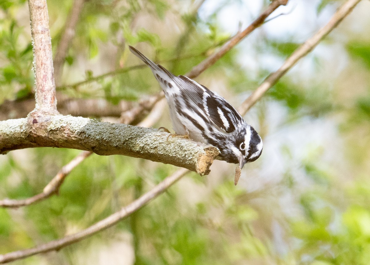 Black-and-white Warbler - ML619169201
