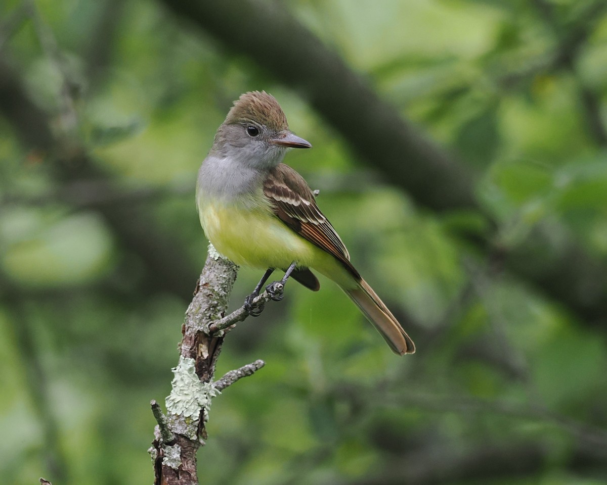 Great Crested Flycatcher - ML619169205