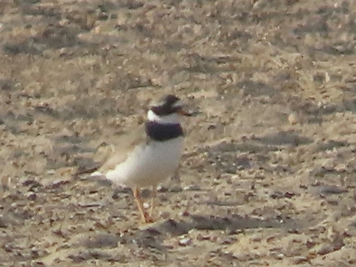 Common Ringed Plover - ML619169234