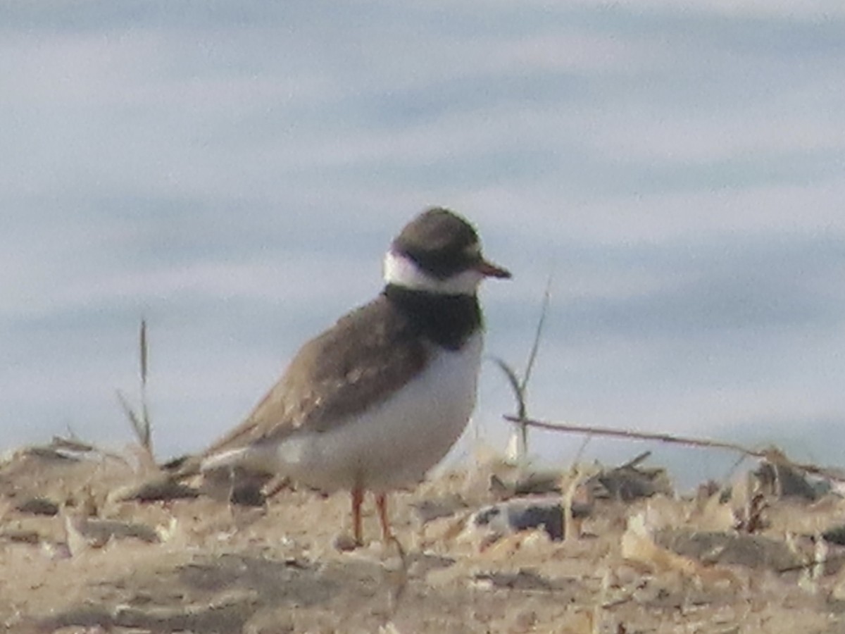 Common Ringed Plover - ML619169235