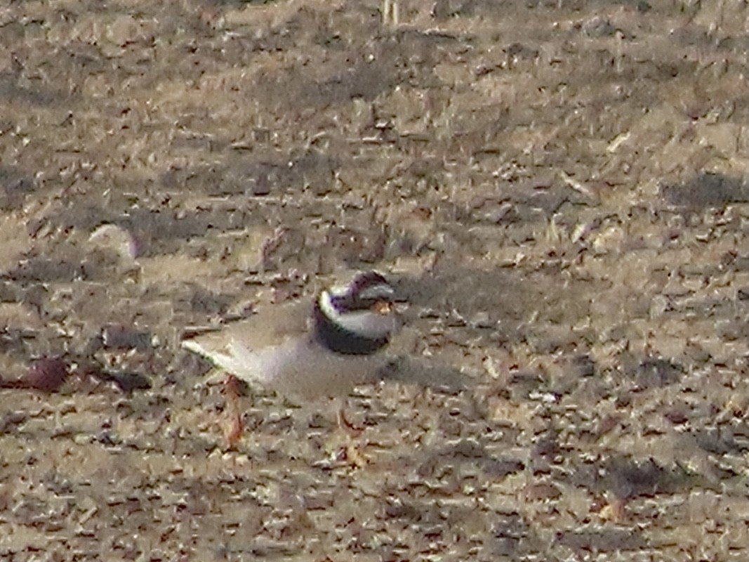 Common Ringed Plover - ML619169237