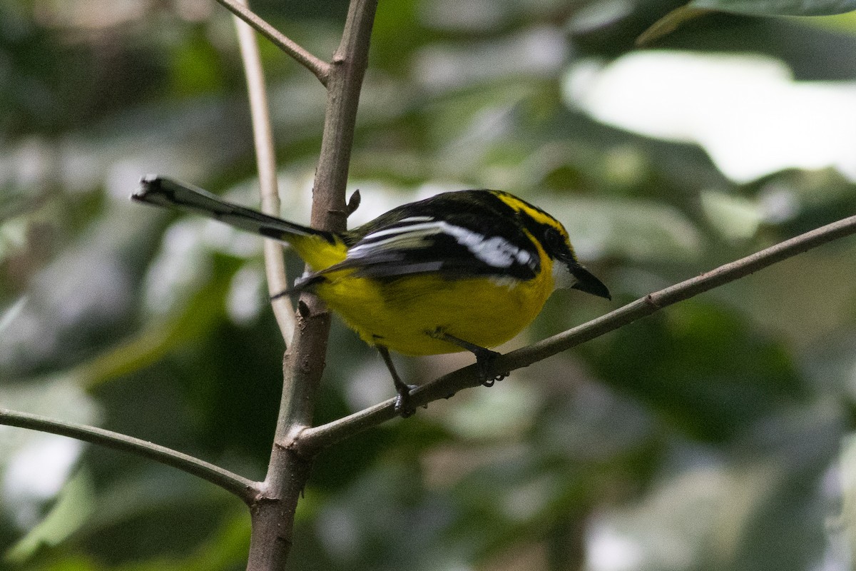 Yellow-breasted Boatbill - ML619169309