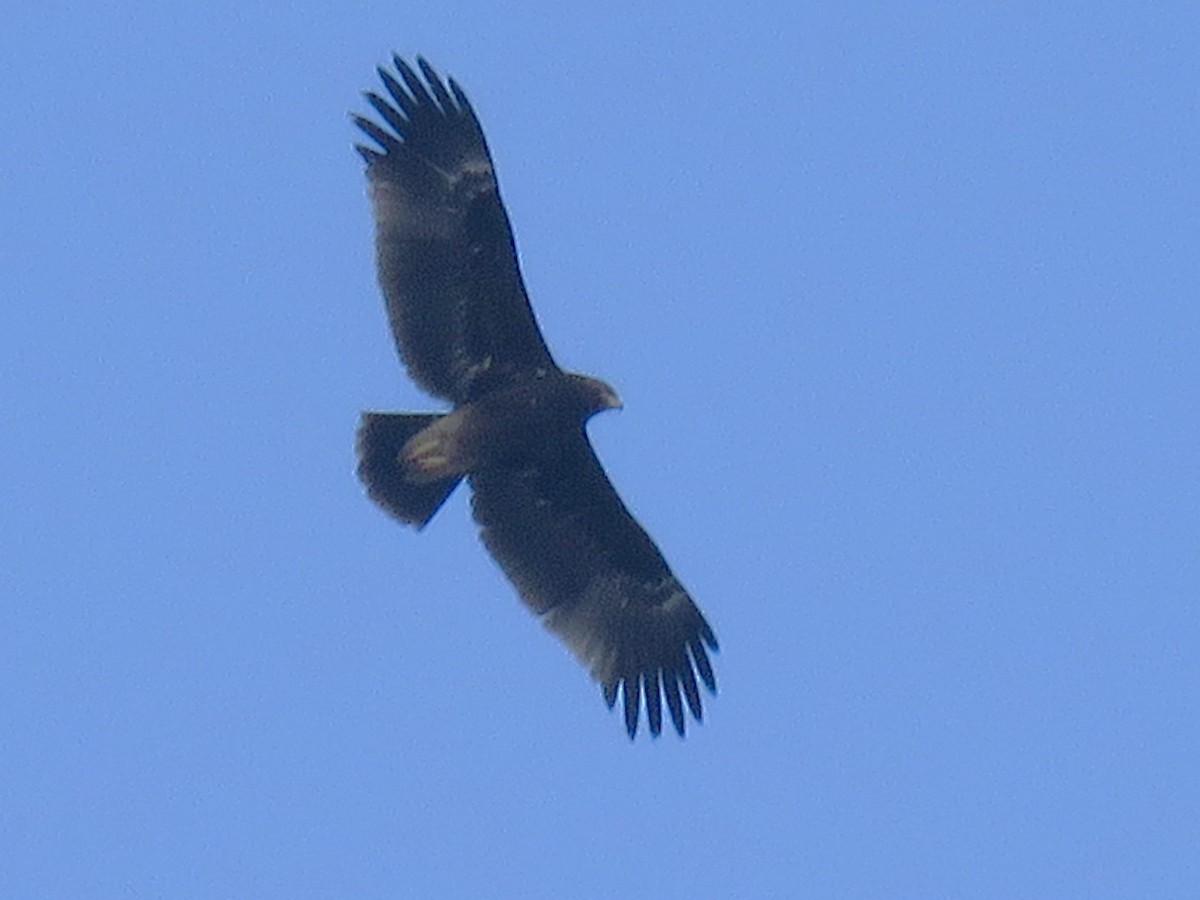 Greater Spotted Eagle - ML619169315