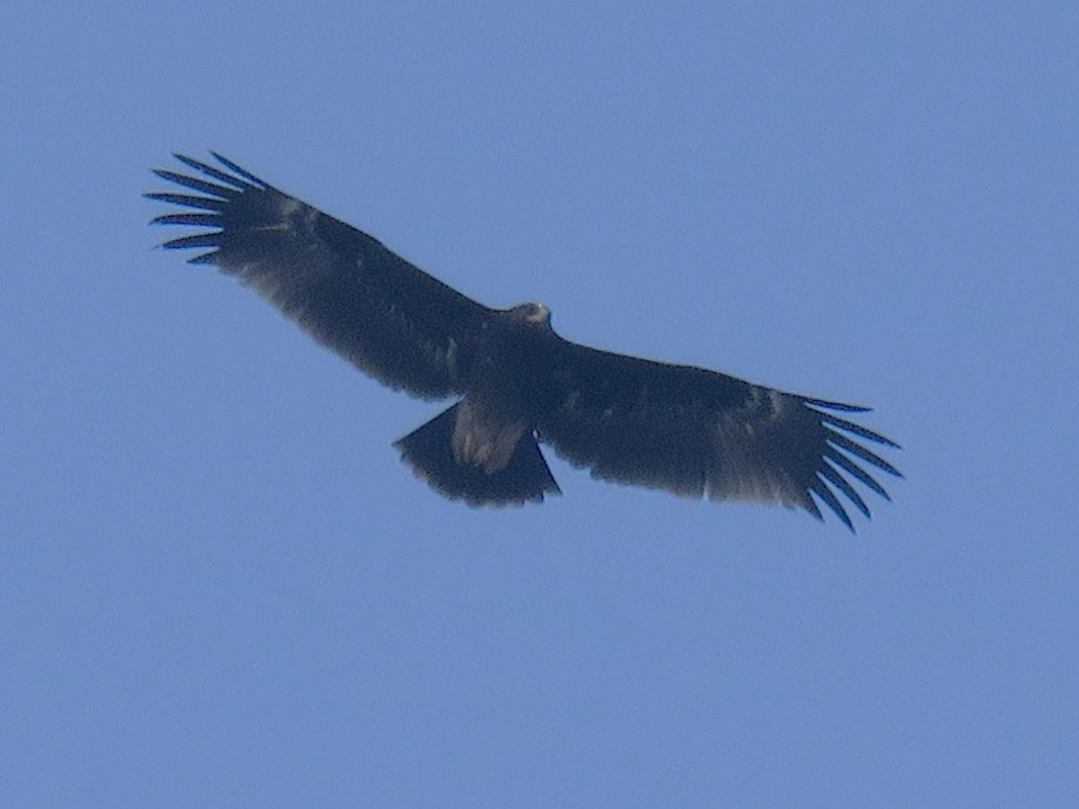 Greater Spotted Eagle - ML619169316