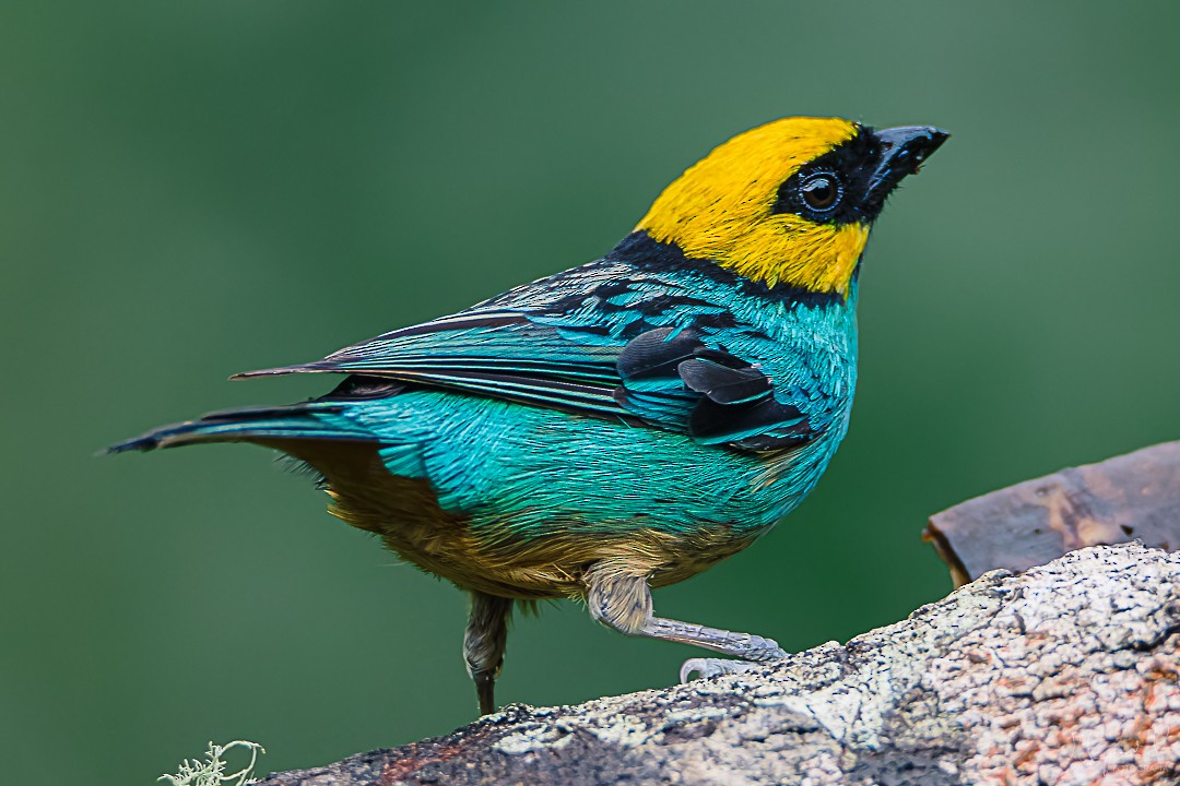 Saffron-crowned Tanager - ML619169337
