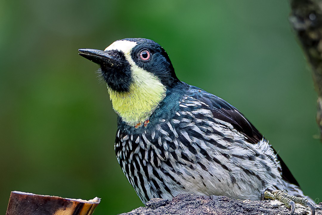 Acorn Woodpecker - ML619169343