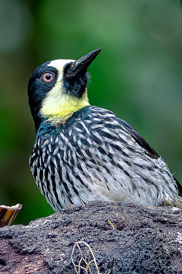 Acorn Woodpecker - ML619169345