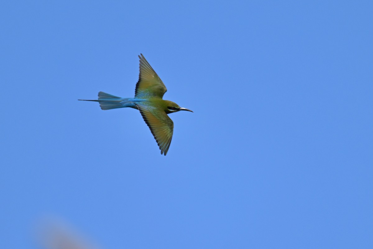 Blue-tailed Bee-eater - ML619169388