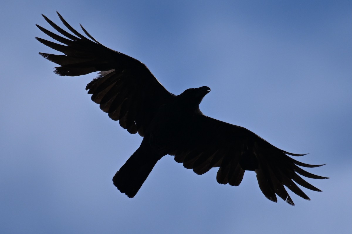 Large-billed Crow - ML619169392