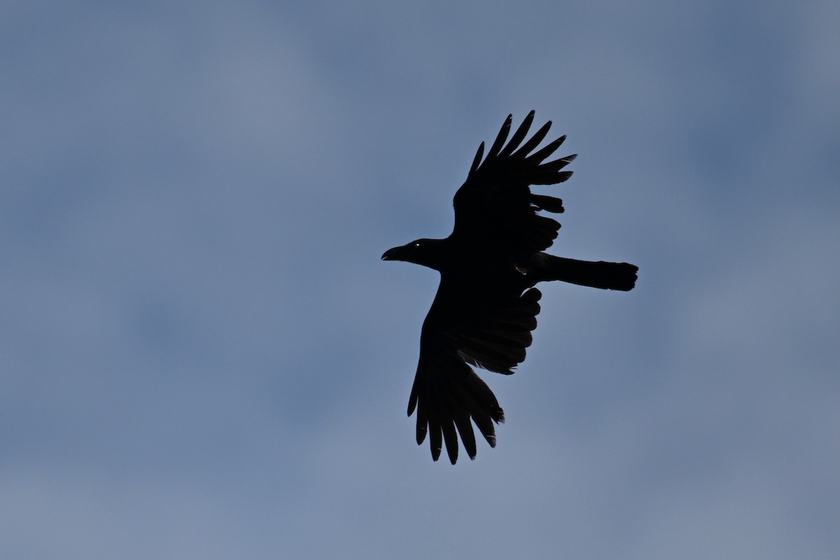 Large-billed Crow - ML619169393
