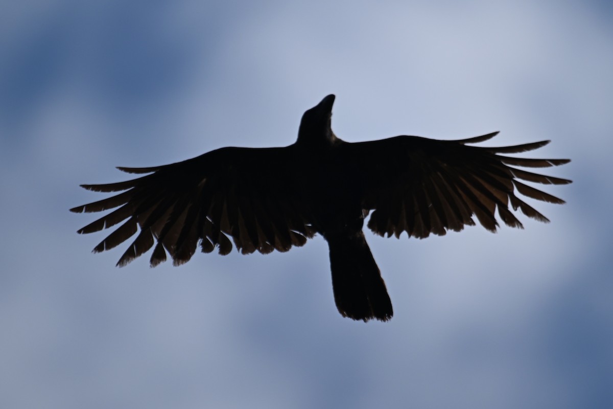 Large-billed Crow - ML619169394