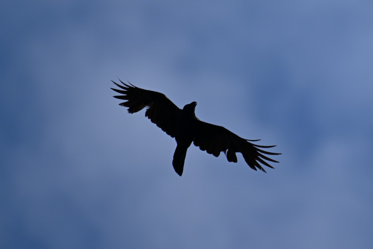Large-billed Crow - ML619169395